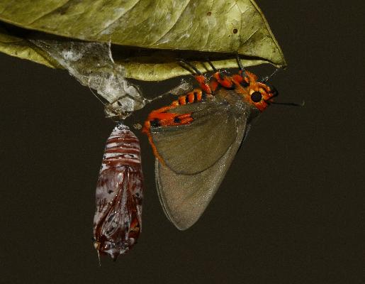 Coeliades kenya female UNS freshly hatched